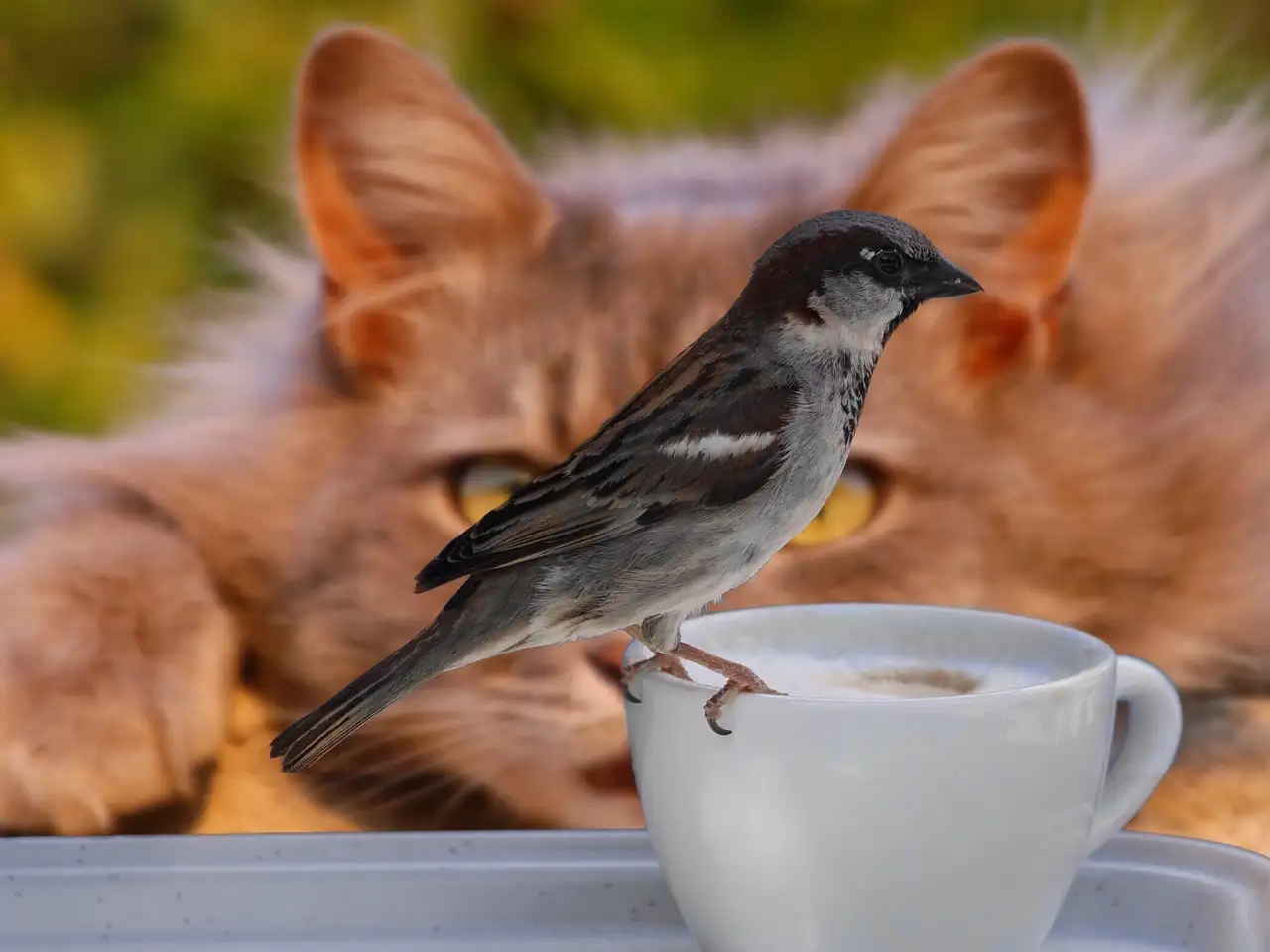 gatto che scruta passero appoggiato su una tazza di caffè - pericoli dei grey divorce