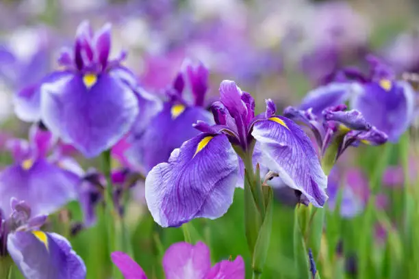 Fiore Iris